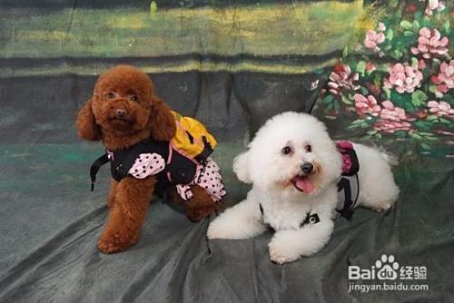 泰迪犬和比熊犬的区别