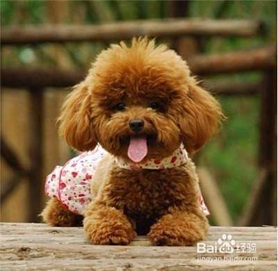 泰迪犬怀孕有什么症状