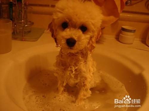 泰迪犬生病了怎么办