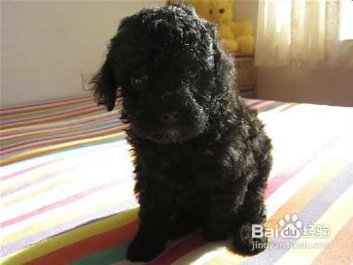 手纸也可以致泰迪犬的“狗命”