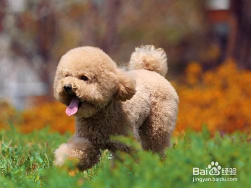 泰迪犬怎么训练?