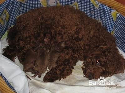 泰迪犬怎么养