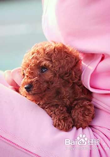怎样挑选健康的泰迪犬狗狗