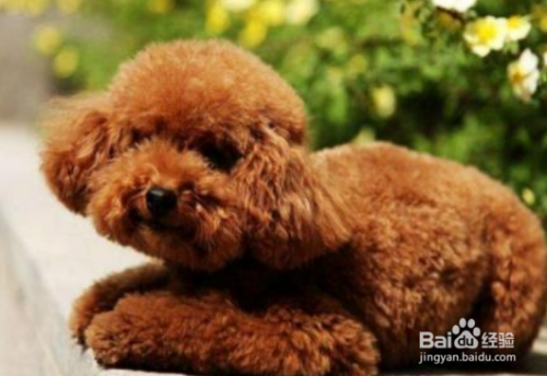 泰迪犬怎么变灰