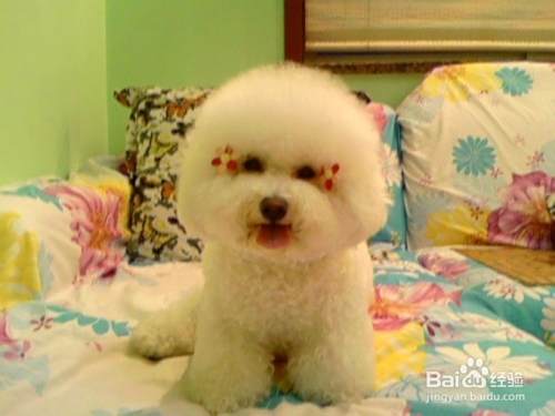 泰迪犬怎么喂养