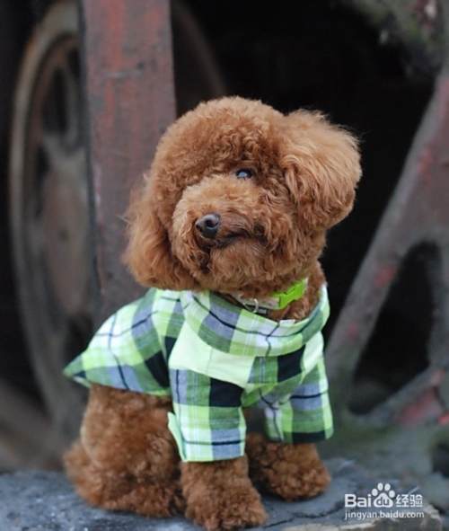 判断贵宾犬与泰迪犬的经验与技巧