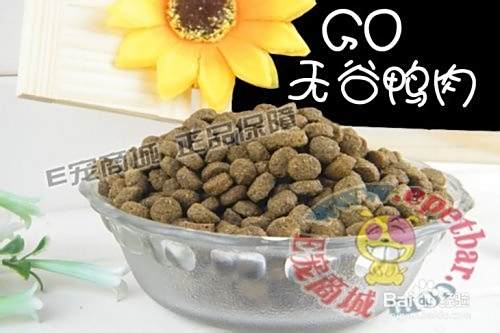 泰迪犬怎么养？