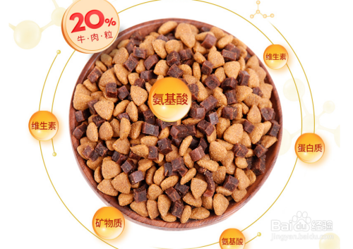 泰迪犬饮食管理与禁忌