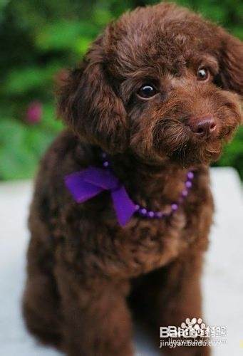 泰迪犬不吃饭怎么办呢