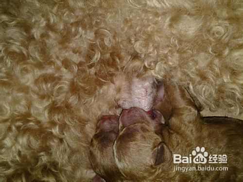 手纸也可以致泰迪犬的“狗命”