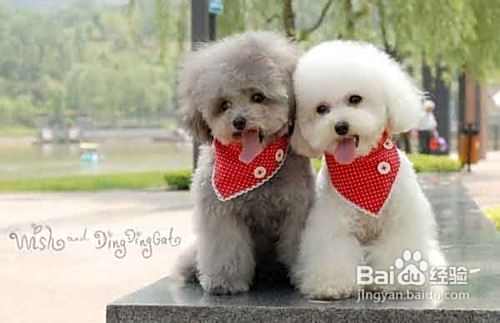 喂养泰迪犬应该注意的几点