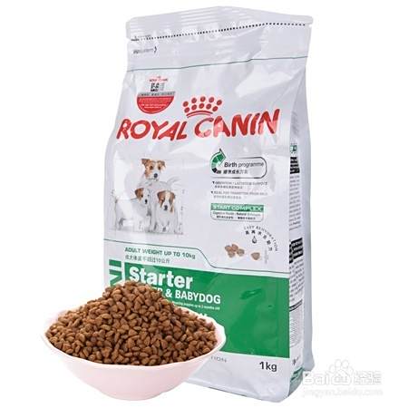 泰迪犬饮食管理与禁忌