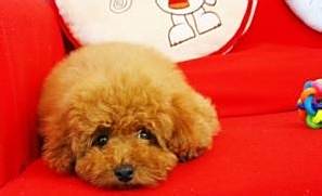 泰迪犬怎么修剪