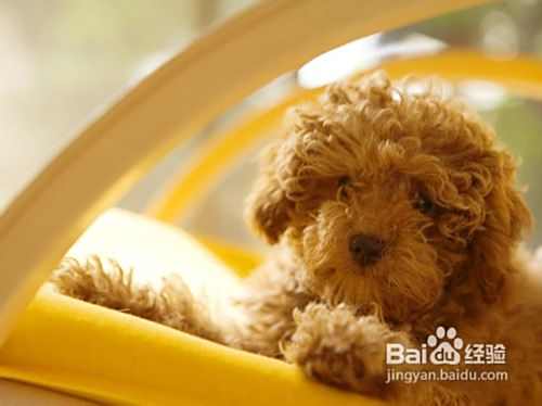 泰迪幼犬、泰迪成犬及老年犬的喂养要点
