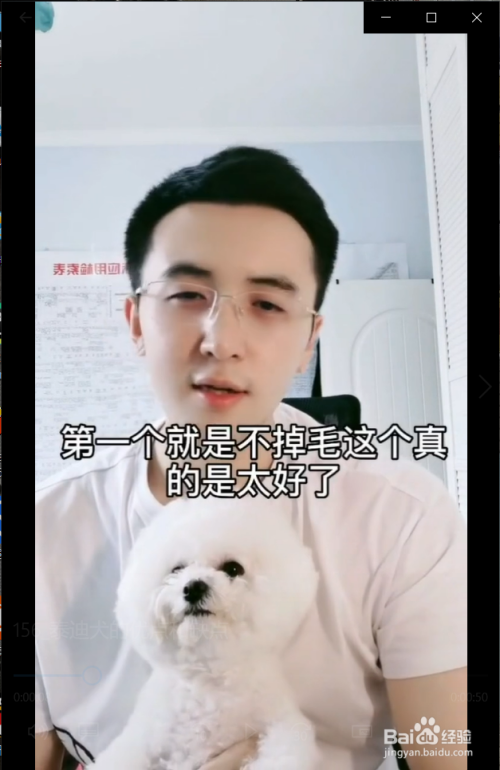 泰迪犬有什么优点和缺点