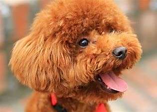 泰迪犬的饲养方法#校园分享#