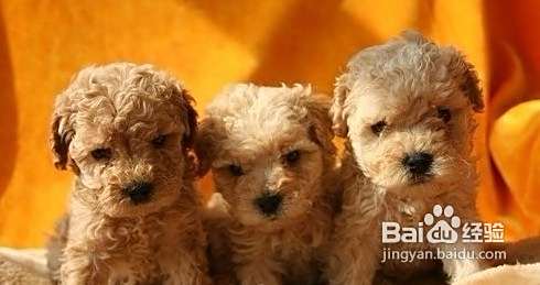 泰迪犬外耳炎是怎么回事