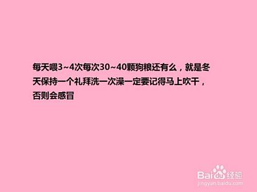 怎么“养护”泰迪犬？