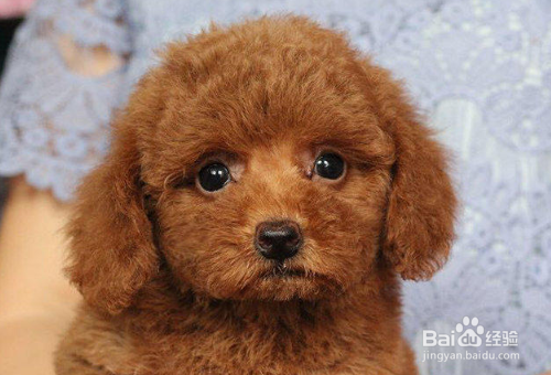 泰迪犬的毛发护理方法有哪些？
