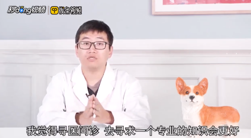 泰迪犬为什么爱呕吐