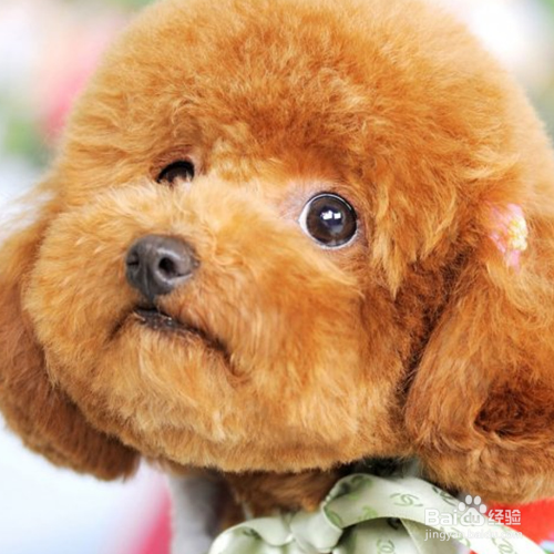 泰迪犬怎么把毛色如何变亮？