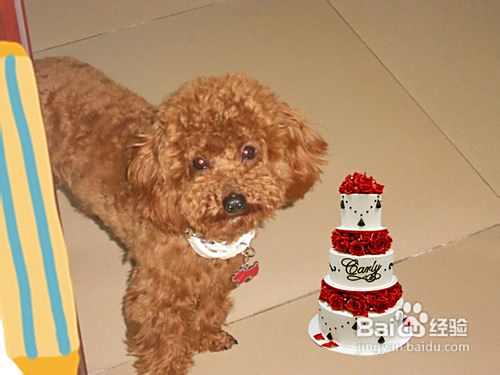 只用五个小窍门教出乖乖泰迪犬