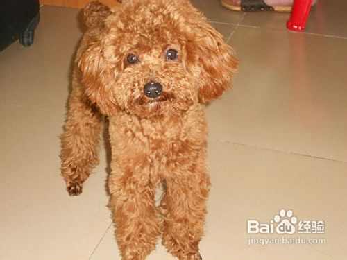问泰迪犬是不是应该吃补品和营养品