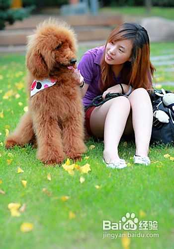 泰迪犬选购四大要点