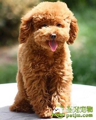 怎么鉴别泰迪犬与比熊犬