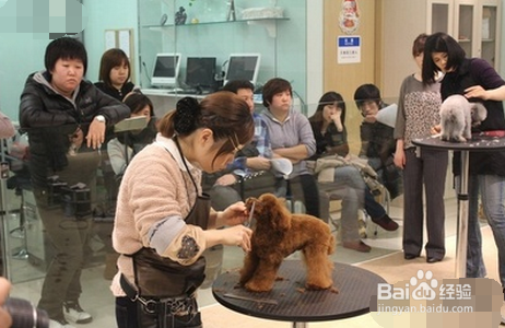 泰迪犬头部修剪教程