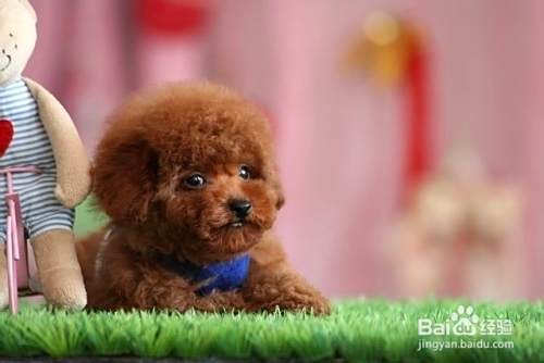 怎样选购泰迪犬