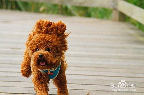 泰迪犬如何训练