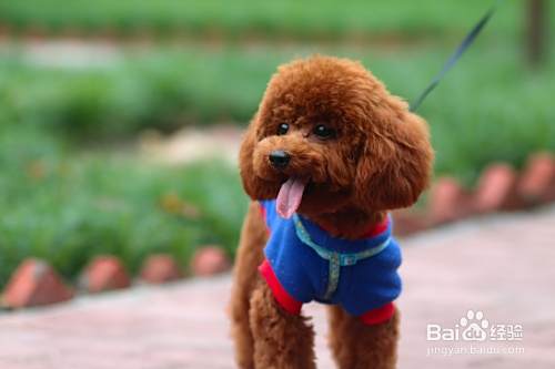 泰迪狗如何喂养 泰迪犬怎么喂养