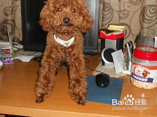 泰迪犬发情期时教你五个护理的方法