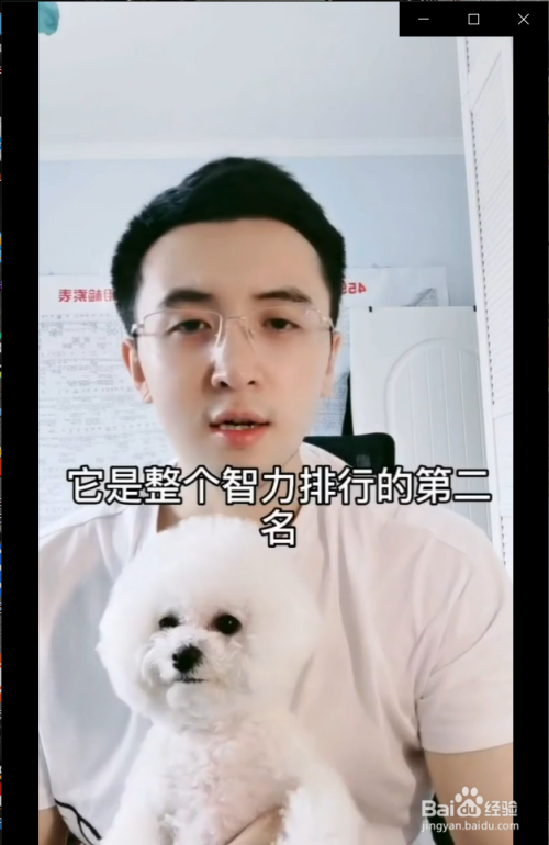 泰迪犬有什么优点和缺点