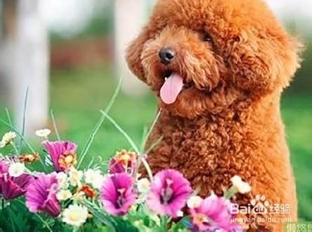 泰迪犬的饮食注意