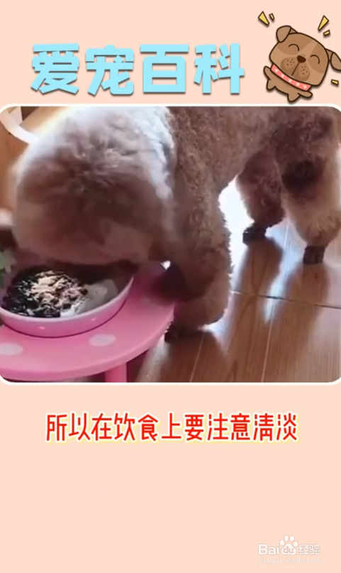 泰迪犬有哪些特点？