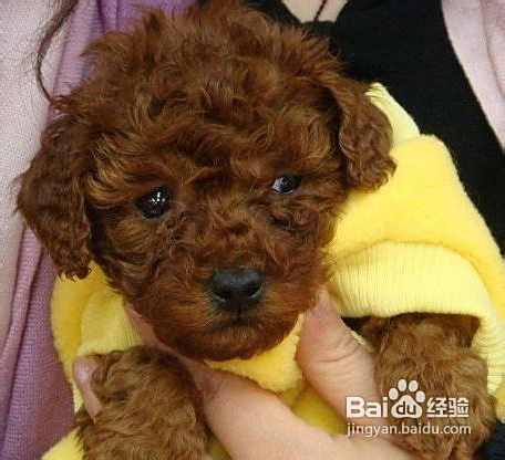 简单介绍比熊犬和泰迪犬