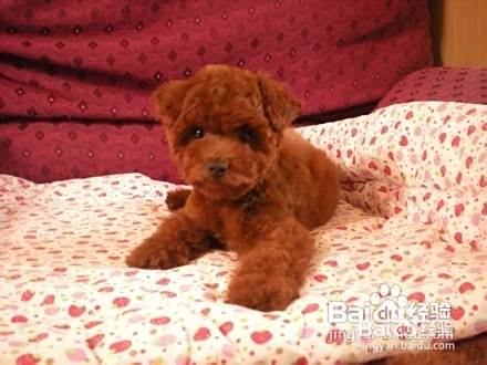 泰迪犬不吃饭怎么办呢