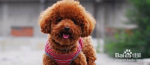 泰迪犬怎么训练?