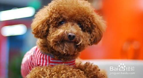泰迪犬如何训练