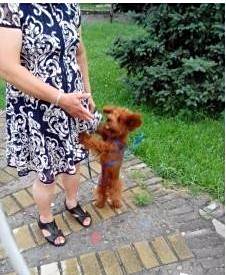 怎样喂养泰迪犬？