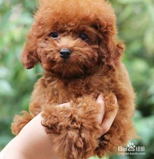 泰迪犬的饲养方法?