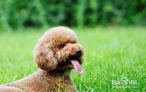 养泰迪犬的注意事项