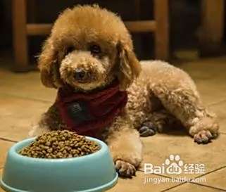 泰迪犬的饲养方法