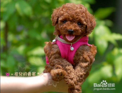 泰迪犬的快速训练方法