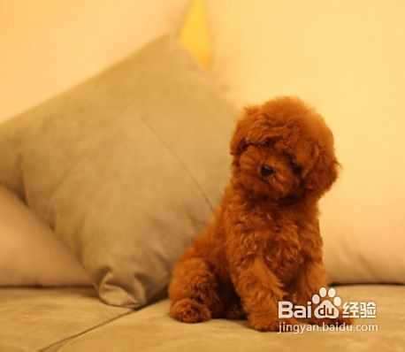 泰迪犬多少钱