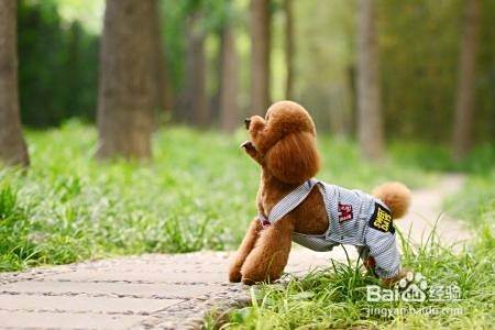 泰迪犬怎么训练?