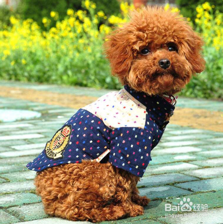 泰迪犬怎么变灰