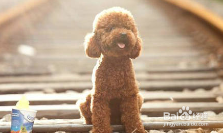 泰迪犬怎么养才听话